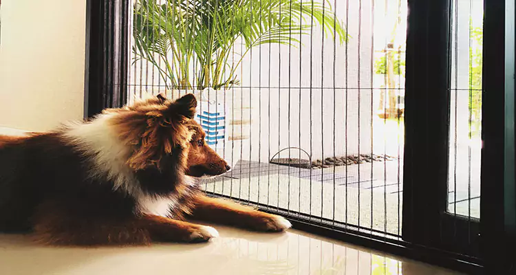 Sliding Screen Pet Door Repair in Riverview, FL