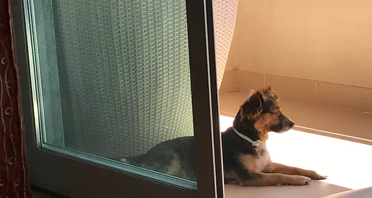 French Door Pet Screen Repair in Riverview, FL